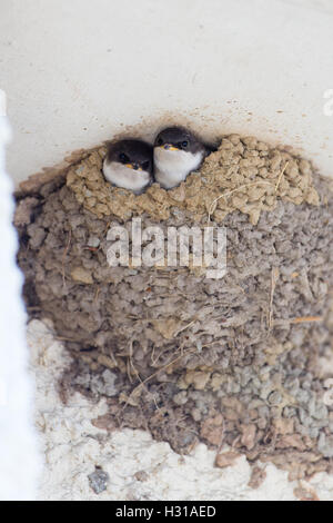 Hosemartins nel nido Foto Stock