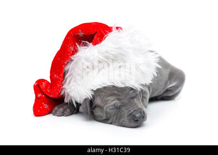 Thai ridgeback cucciolo nel cappello di Natale isolato su bianco Foto Stock