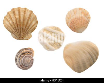 Seashells isolati su sfondo bianco Foto Stock