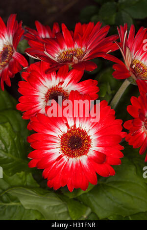 Cluster di spettacolari fioriture di Gerbera jamesonii con vivaci petali di colore rosso e bianco a contrasto e centri di foglie di colore verde scuro Foto Stock