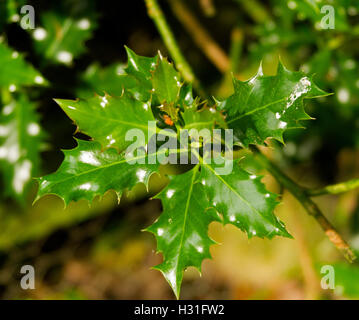 Cluster di lucida lucido verde vivace delle foglie di agrifoglio europeo, Ilex aquifolium, su sfondo scuro Foto Stock