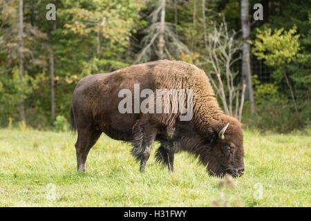 Campo americano il bufalo pascolano in un campo Foto Stock