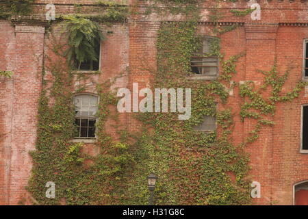 Viti che si arrampicano su una parete di un edificio storico abbandonato a Lynchburg, Virginia, USA Foto Stock