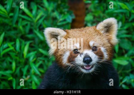 Panda rosso Close up Foto Stock