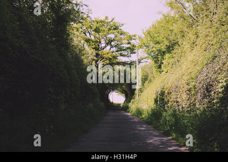 Percorso di paese con siepi su entrambi i lato Retro Vintage filtro. Foto Stock