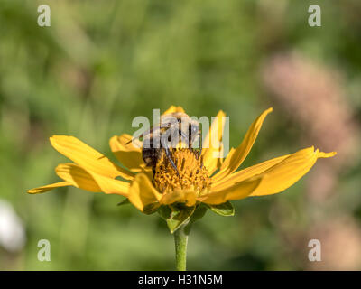 Bumblebee, scritto anche Bumble Bee, è un membro del genere bee Bombus, nella famiglia Apidae Foto Stock