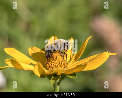 Bumblebee, scritto anche Bumble Bee, è un membro del genere bee Bombus, nella famiglia Apidae Foto Stock