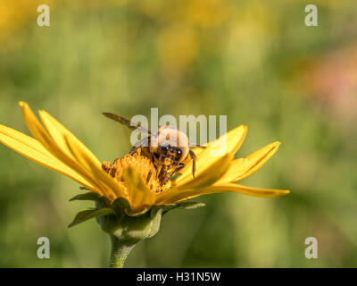 Bumblebee, scritto anche Bumble Bee, è un membro del genere bee Bombus, nella famiglia Apidae Foto Stock