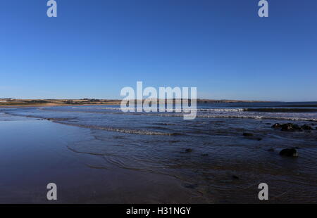 Lunan Bay angus scozia ottobre 2016 Foto Stock