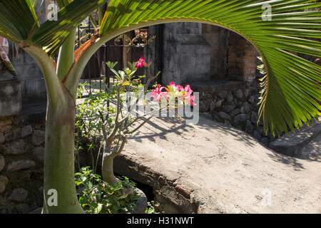 Indonesia, Bali, Lovina, Anturan Village, flora, Desert Rose, Adenium obesum rosso e bianco fiori tropicali Foto Stock
