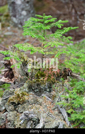 Un minuscolo balsam fir alberello cresce dal tronco di un vecchio albero. Foto Stock