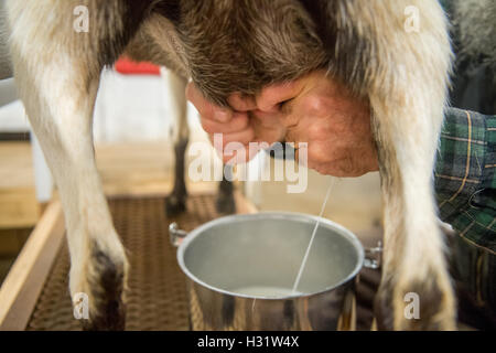 Close-up di un coltivatore mano mungere una capra su un caseificio di Harrison, Maine. Foto Stock