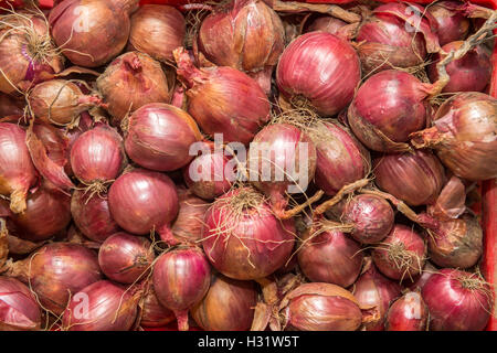 Fresche le cipolle rosse in una pila in una fattoria in Harrison, Maine. Foto Stock