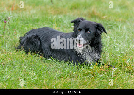 Border Collie (Canis lupus familiaris) recante in erba in una fattoria in Harrison, Maine. Foto Stock