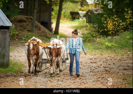 Donna con due buoi collegati da una forcella tirando per le attrezzature agricole in Gorham, Maine. Foto Stock