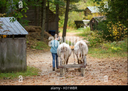 Donna con due buoi collegati da una forcella tirando per le attrezzature agricole in Gorham, Maine. Foto Stock