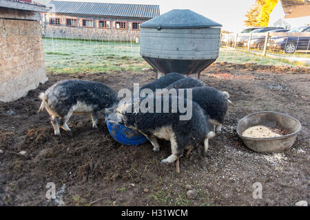 Maiali Mangalica alimentazione su una fattoria in Freeport, Maine. Foto Stock