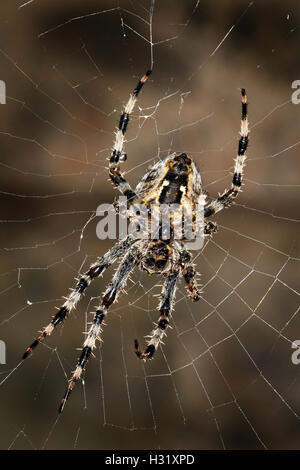 La specie di ragno Araneus diadematus è comunemente chiamato il giardino europeo spider, diadema spider, cross spider, o coronato orb Foto Stock