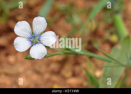 Pale Lino - Linum bienne piccoli blu fiore del Mediterraneo Foto Stock