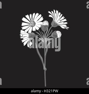 Disegnata a mano mazzo di fiori a margherita isolato su sfondo nero, i colori nero e bianco. Illustrazione Vettoriale Illustrazione Vettoriale