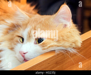 Nizza adulto gatto rosso in arancione tavolo in legno cassetto Foto Stock