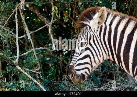 Il solo pin sharp Zebra guardando a sinistra con alberi in Addo Foto Stock