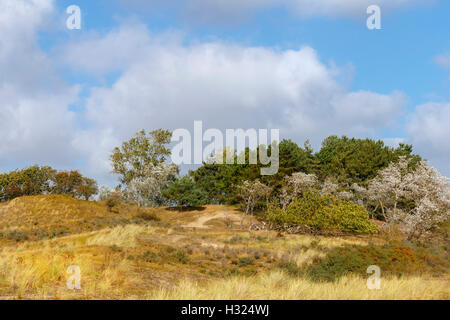 Paesaggio con dune in caduta impostazione nell'Amsterdamse Waterleidingduinen, Vogelenzang, North Holland, Paesi Bassi. Foto Stock