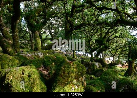 Legno Wistmans alta altitudine oakwood litchen e coperte di muschio di alberi e massi di granito Parco Nazionale di Dartmoor Devon England Foto Stock