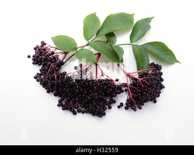 Salva anteprima Download Sambucus nigra - Sambuco su sfondo bianco Foto Stock