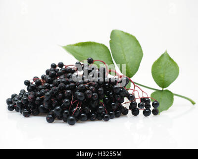 Salva anteprima Download Sambucus nigra - Sambuco su sfondo bianco Foto Stock