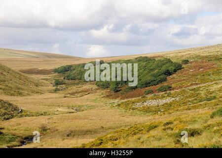 Legno Wistmans sulle pendici orientali del West Dart River Parco Nazionale di Dartmoor England Regno Unito GB Foto Stock