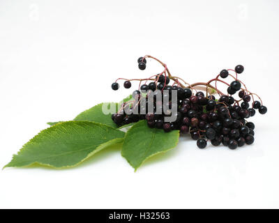 Salva anteprima Download Sambucus nigra - Sambuco su sfondo bianco Foto Stock