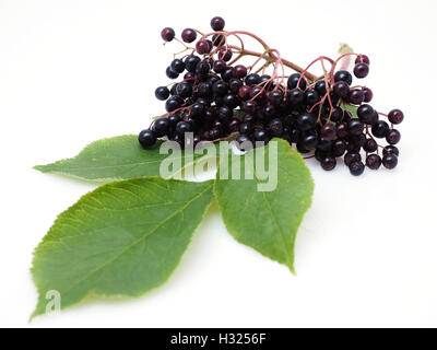 Salva anteprima Download Sambucus nigra - Sambuco su sfondo bianco Foto Stock