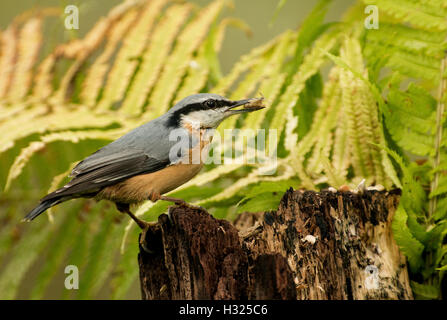 Eurasian nuthach (Sitta europaea) è seduta su un marcio tronco di albero e che impugna un arco semi di girasole, autunno mattina in Polonia. Foto Stock