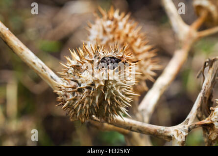 Capsule di semi di Thornapple (Datura stramonium), noto anche come Jimson weed o Devil's rullante Foto Stock