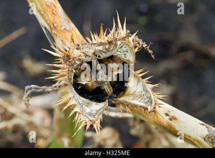 Capsule di semi di Thornapple (Datura stramonium), noto anche come Jimson weed o Devil's rullante Foto Stock