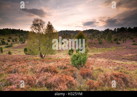 Colline ricoperte di erica fioritura, Totengrund, Germania Foto Stock