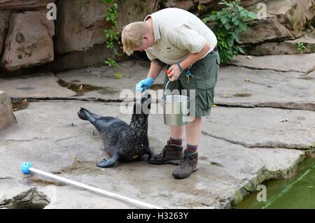 Trainer con un leone di mare Foto Stock