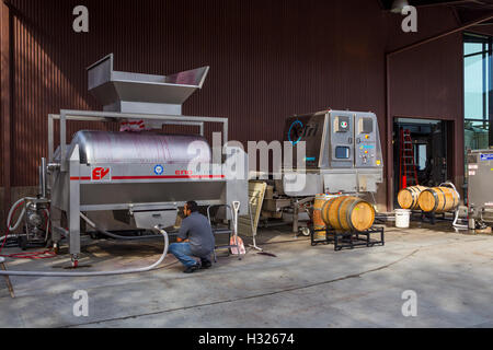 Lavoratore della cantina di vino, premere, schiacciare pad, B nelle cantine dei vigneti e della cantina, Oakville, la Valle di Napa NAPA County, California Foto Stock