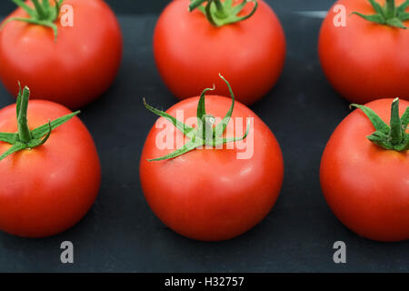 Lycopersicon esculentum. Sei pomodori su uno sfondo nero. Foto Stock