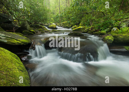 Moss-coperta di rocce e massi lungo Roaring Fork River, estate, Great Smoky Mountain National Park, Tennessee, Stati Uniti d'America Foto Stock