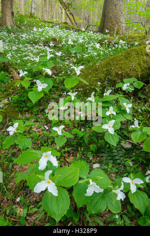 LG Trilliums a fiore bianco (T. grandiflorum), Primavera, Phacelia con frange bianche (P.frimbiata), Smoky Mt NP, USA, di Bill Lea/Dembinsky Photo Assoc Foto Stock