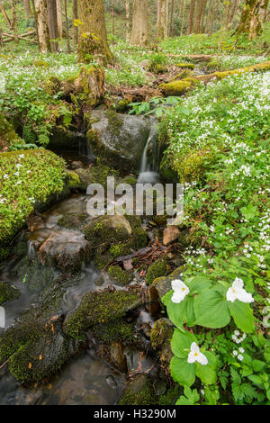 LG Trilliums a fiore bianco (T. grandiflorum), Primavera, Phacelia con frange bianche (P.frimbiata), Smoky Mt NP, USA, di Bill Lea/Dembinsky Photo Assoc Foto Stock