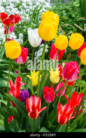 Tulipani colorati in un giardino Foto Stock