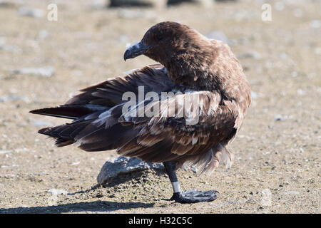 I pinguini utilizzando asili nido per difendere contro stercorari Foto Stock