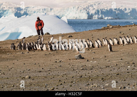 I pinguini utilizzando asili nido per difendere contro stercorari Foto Stock