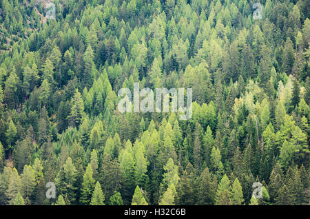 Varietà di differenti sfumature chiare e scure di colore verde treetops di una profonda foresta alpina in Svizzera (Valais) Foto Stock
