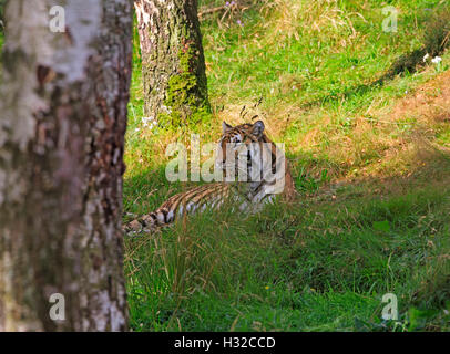 Tigre Siberiana, Panthera tigris altaica Foto Stock