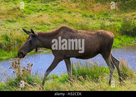 Eurasian elk; Alces alces Foto Stock