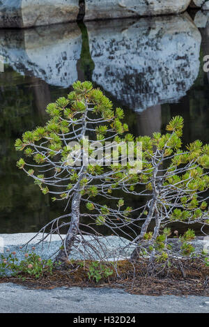 Un bonsai-come gruppo di Lodgepole pino, Pinus contorta, lungo il lago dei boschi nel deserto della desolazione, CALIFORNIA, STATI UNITI D'AMERICA Foto Stock